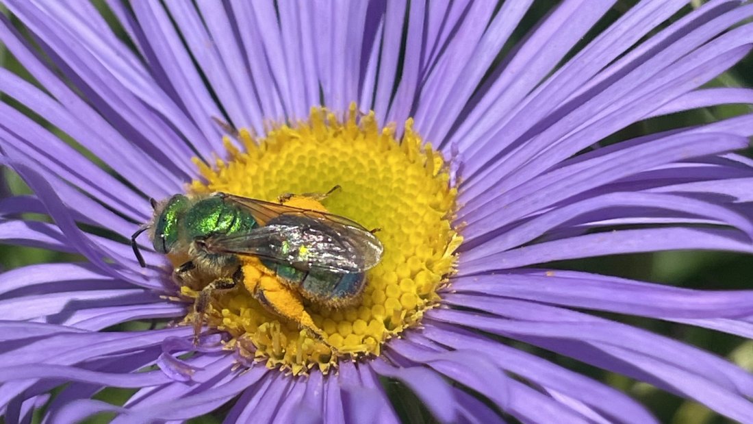 A vibrant bee with iridescent wings is perched on a purple aster flower, gathering pollen from the bright yellow center.