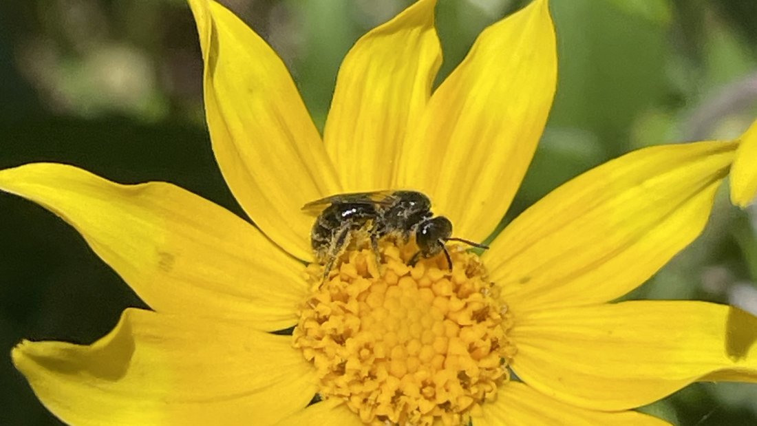  A small bee sitting on a bright yellow sunflower, collecting pollen from its central cluster of tiny florets.