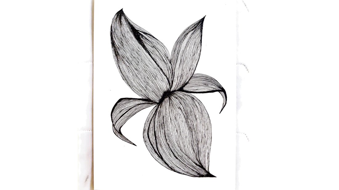 An intricate line drawing of a flower petal in black ink