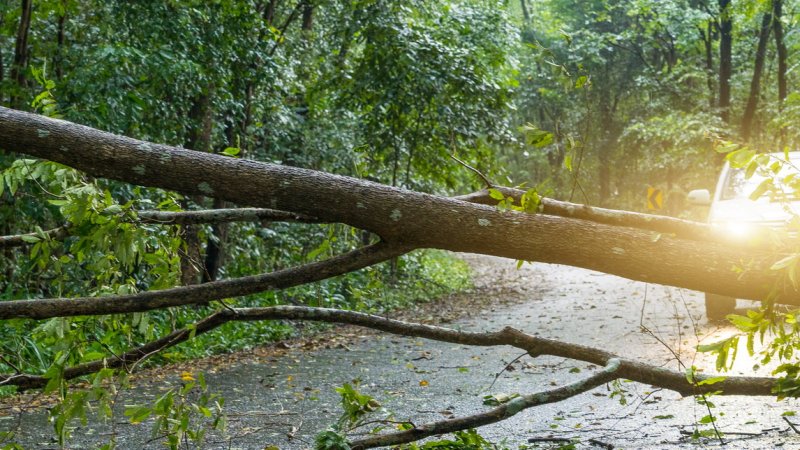 Tree Blocks a Car