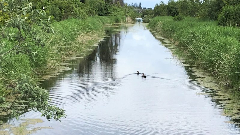 2 ducks in a ditch with green grass