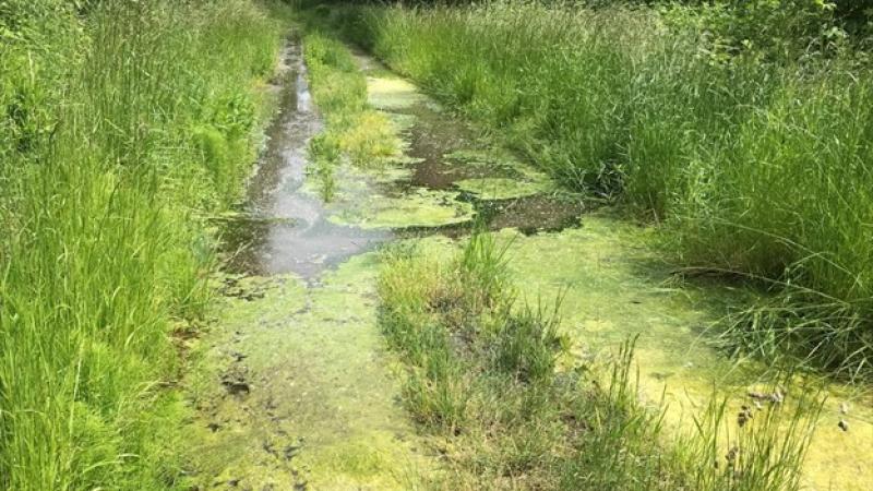 A drainage ditch wetland.