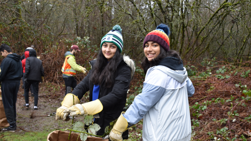 Two youth volunteers cutting blackberry into a yard waste bag.