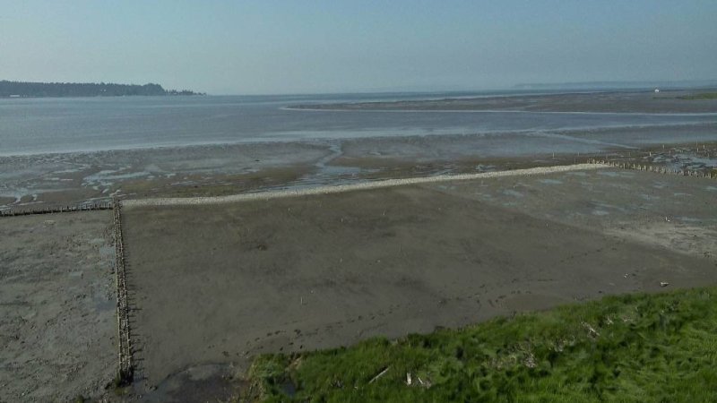 web cam photo of living dyke at mud bay