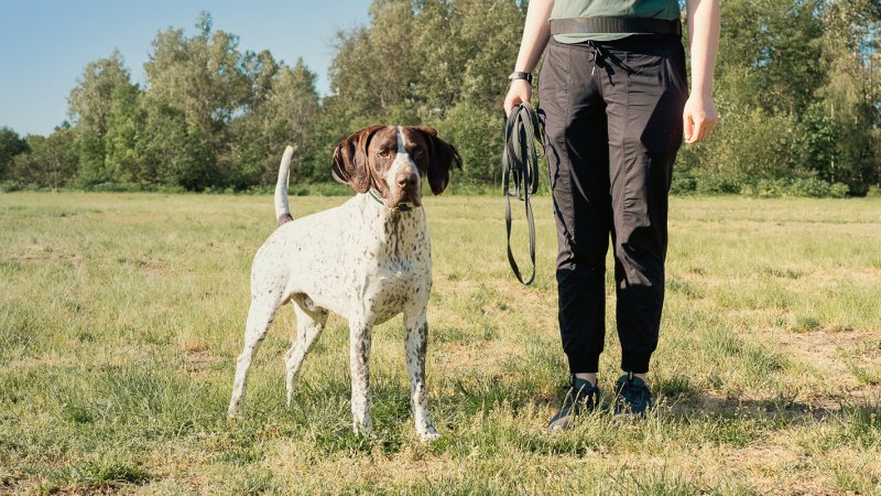 The image shows a person walking with a German Shorthaired Pointer in a field, likely related to off-leash dog areas in Surrey.