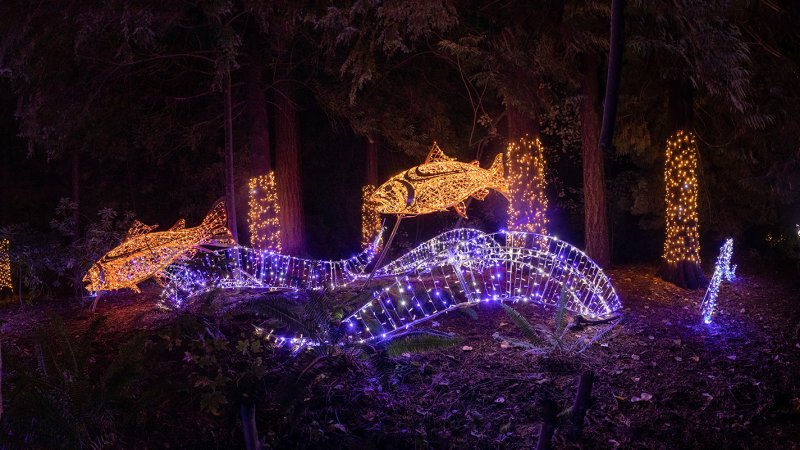 Bear Creek Lights - Salmon Display