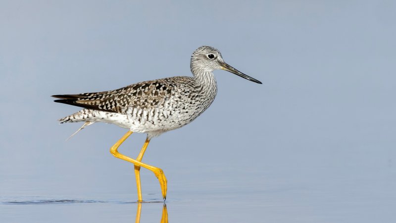 shorebird wading in water