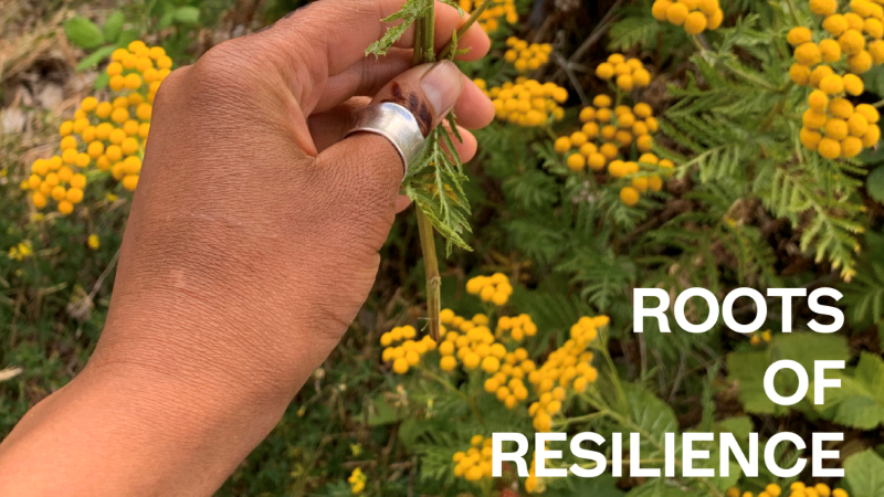 ansy (bitter buttons) plant at UBC Botanical Gardens with 'Roots of Resilience' publication title laid over top