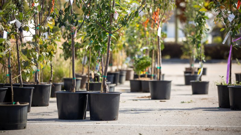 Trees ready for pickup at the Surrey Tree Sale.