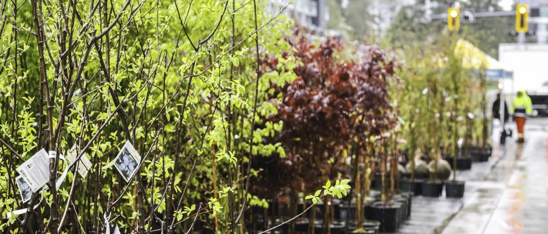 City S Popular Tree Sale Program Expanded City Of Surrey   RowOfTreesForSale 