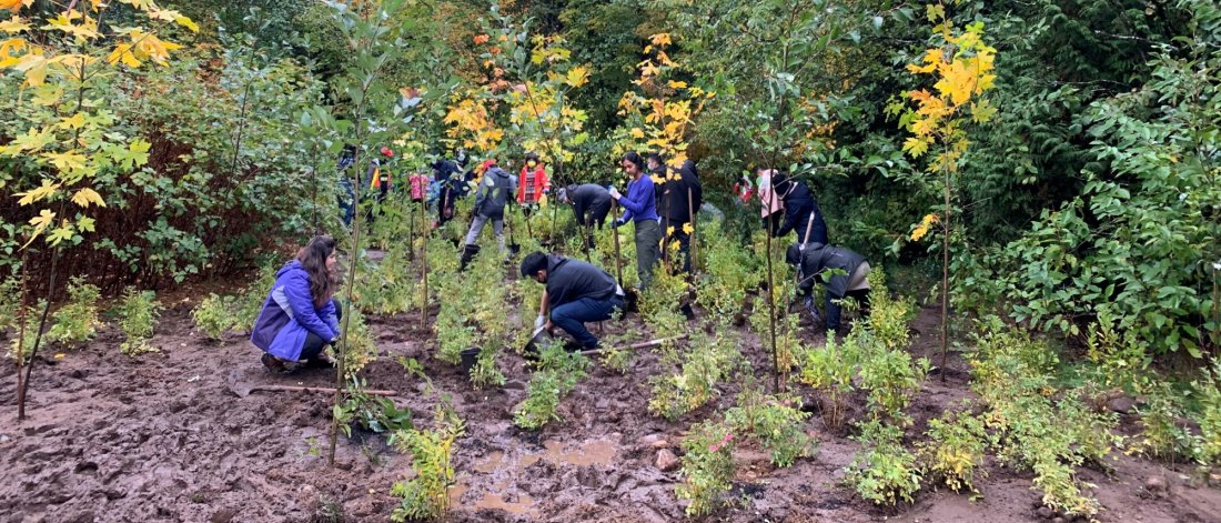 People planting trees and shrubs in a park.