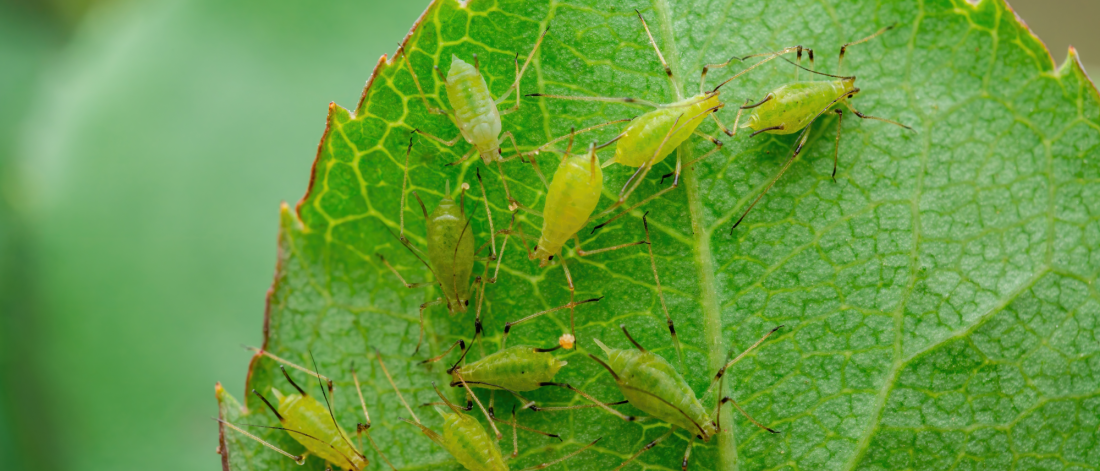 Target pests: Aphids, Whitefly, Leafminer, Mites The Green