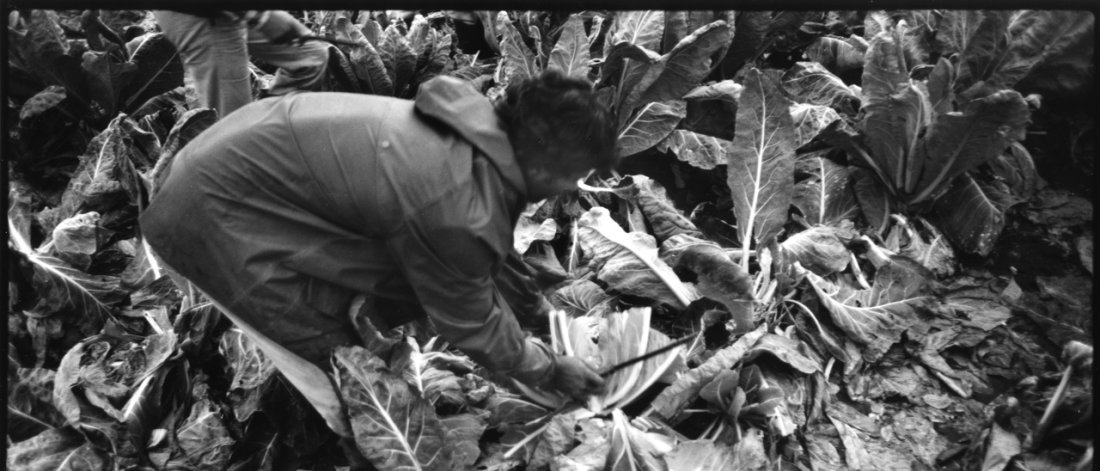 A farmworker bends over a field of cabbage plants, harvesting them with a machete.