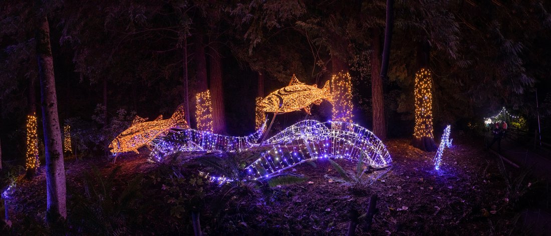 Bear Creek Lights - Salmon Display