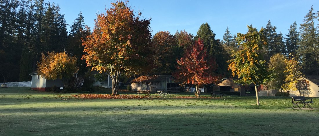 The trees in autumn