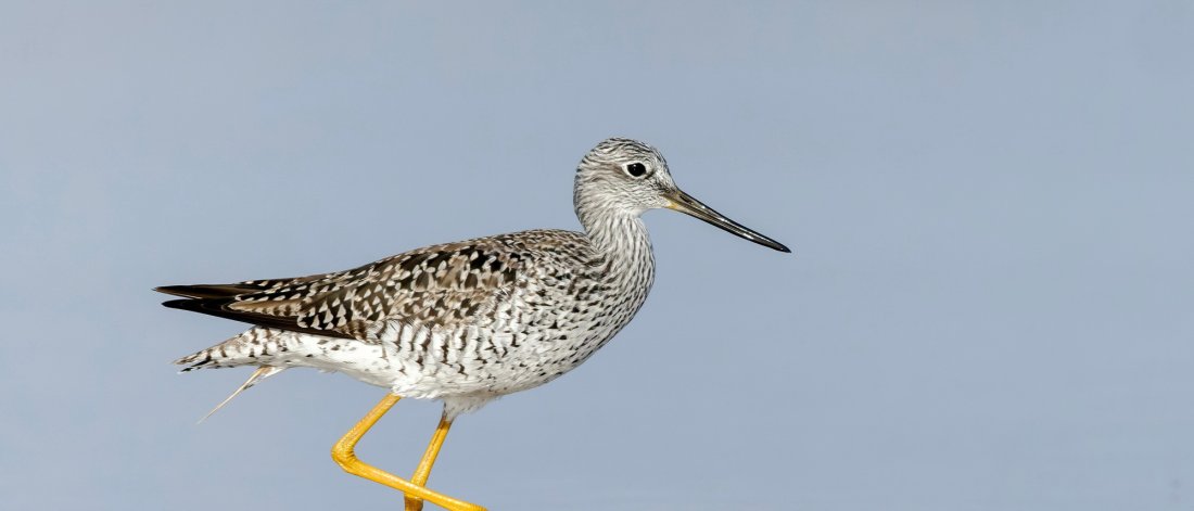 shorebird wading in water