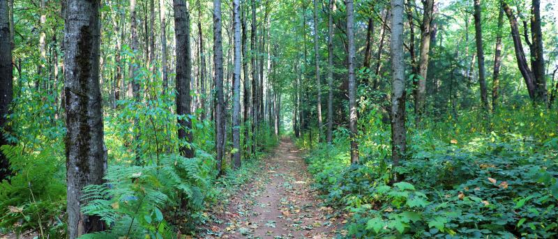 Council Approves New Biodiversity Preserve Park in Surrey | City of Surrey