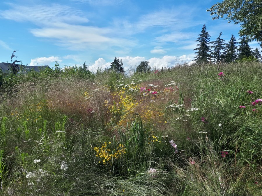 grasses and flowers in a meadow