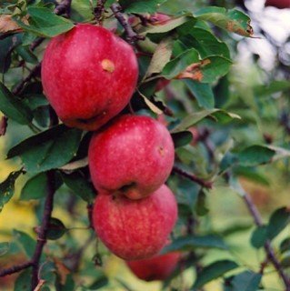 Tree Sale Apple Braeburn (semi-dwarf) Fruit