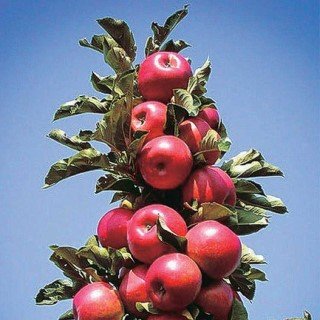 Tree Sale - Apple Treasured Red Fruit