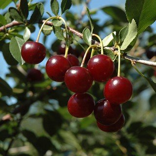 tree-sale-cherry-carmine-Jewel-fruit