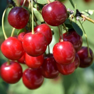 tree-sale-cherry-juliet-fruit
