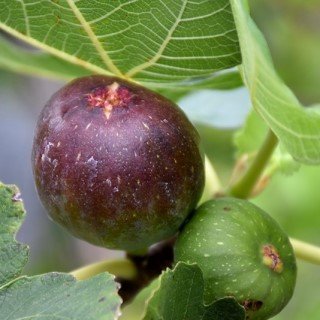 tree-sale-fig-brown-turkey-fruit