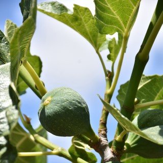 tree-sale-fig-desert-king-fruit
