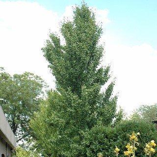 tree-sale-gingko-columnar-tree green