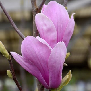 tree-sale-magnolia-coates-flower