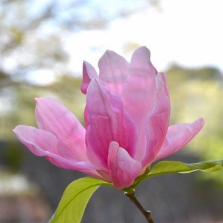 tree-sale-magnolia-daybreak-flower