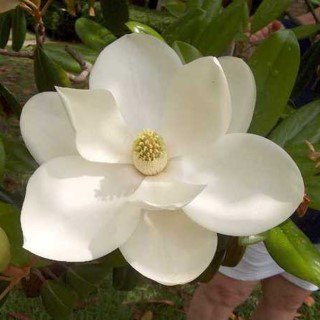 tree-sale-magnolia-jane-arts-nursery