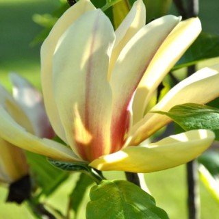 tree-sale-magnolia-sun sprite-reimers-nursery