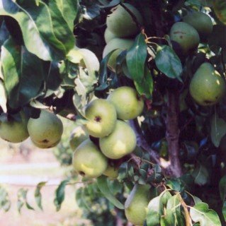 tree-sale-pear-anjou-fruit