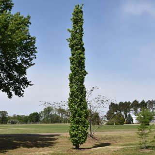 tree-sale-sweetgum-slender silhouette