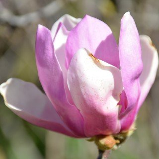 A close-up of a blooming pink Magnolia 'Jane' flower