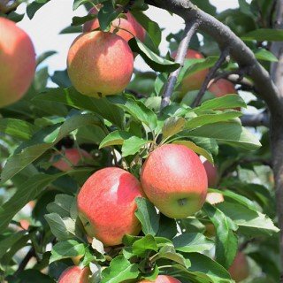 tree-sale-apple-royal gala-NetPSPlantFinder