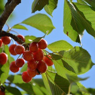 tree-sale-cherry-rainier-fruit-NetPSPlantFinder