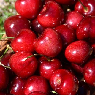 tree-sale-Cherry-Sweetheart-fruit-NetPSPlantFinder