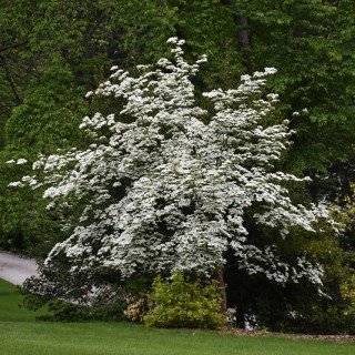 tree-sale-dogwood-aurora-tree-NetPSPlantFinder