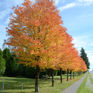 tree-sale-katsura-tree