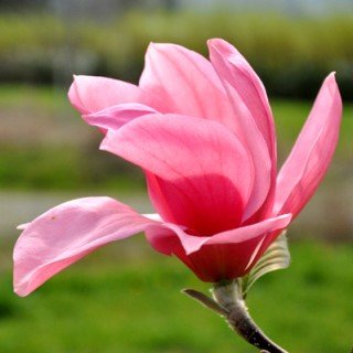 tree-sale-magnolia-blushing-belle-ReimersNursery