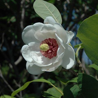 tree-sale-magnolia-oyama(sieboldii)-NetPSPlantFinder