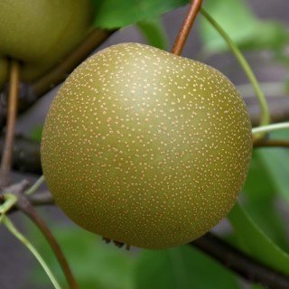 tree-sale-Pear-Korean Giant-fruit-NetPSPlantFinder