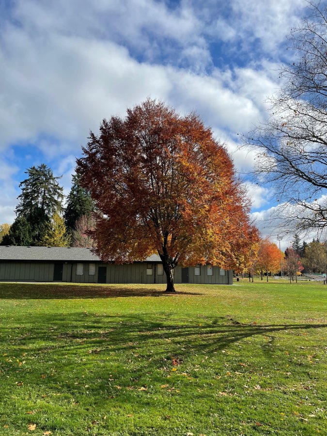 A large tree with orange leaves casts a shadow in a field of grass on a sunny day at Bear Creek Park.